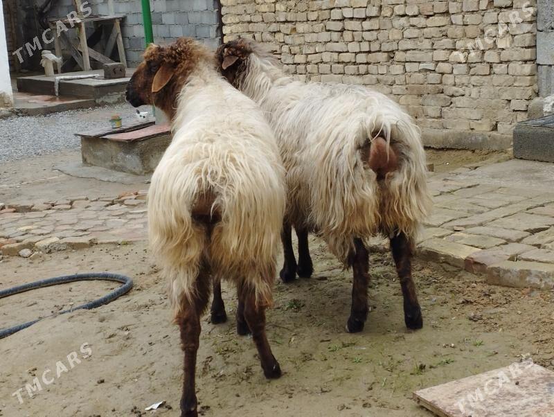 Gysyr goýun - Änew - img 1