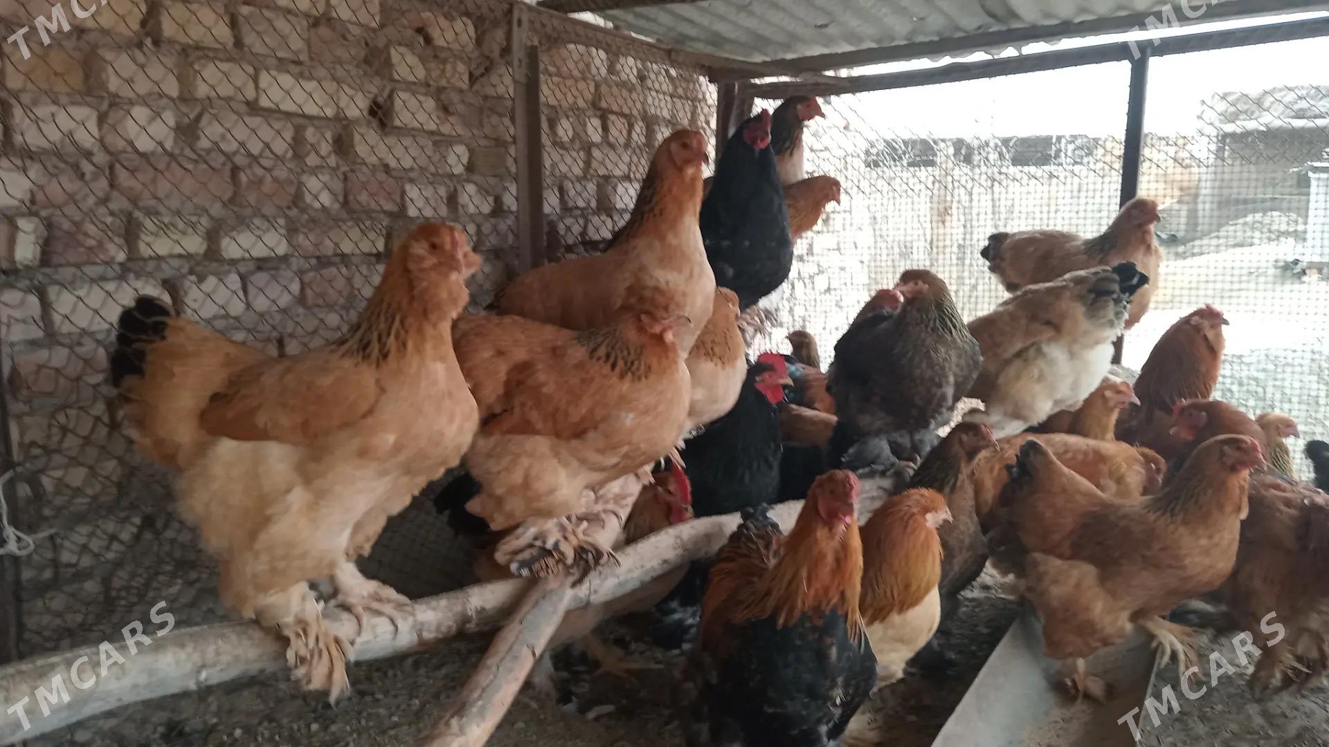 brama towuk horaz arginal - Чарджоу - img 1