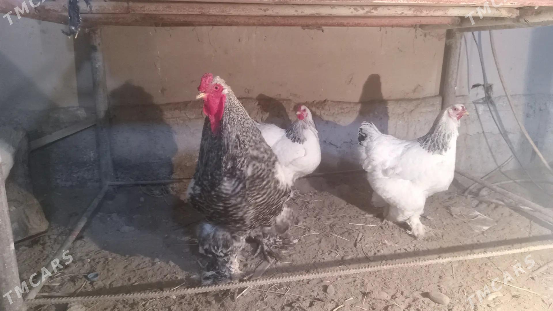 brama towuk horaz arginal - Чарджоу - img 1