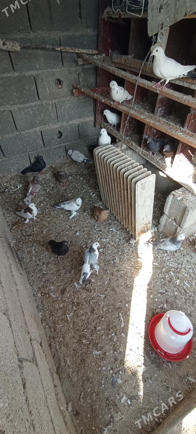 kepderi - Гёкдепе - img 1