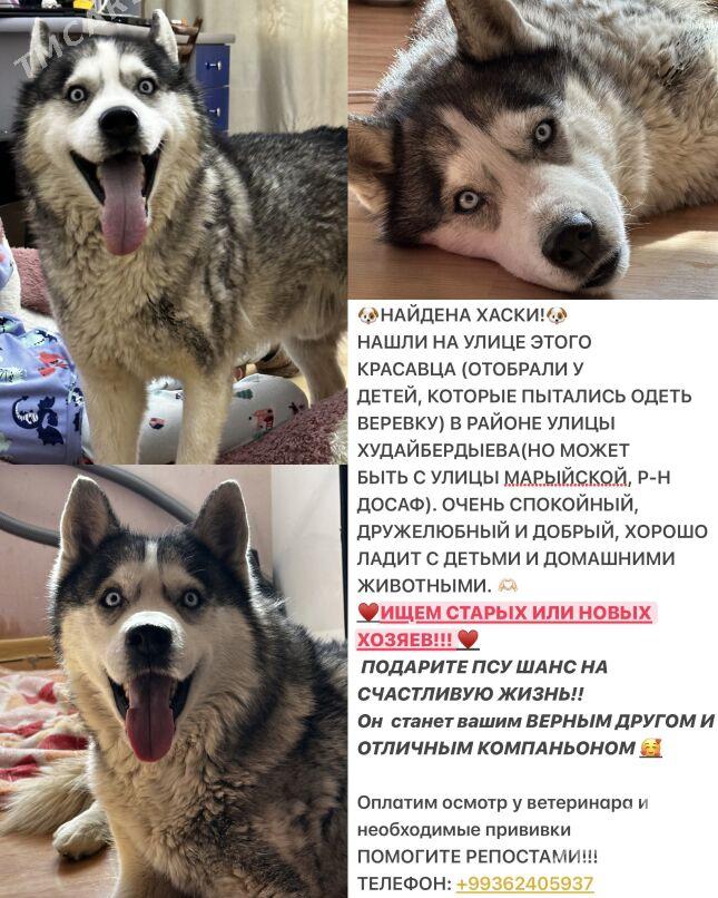 Собака Хаски - Ашхабад - img 1