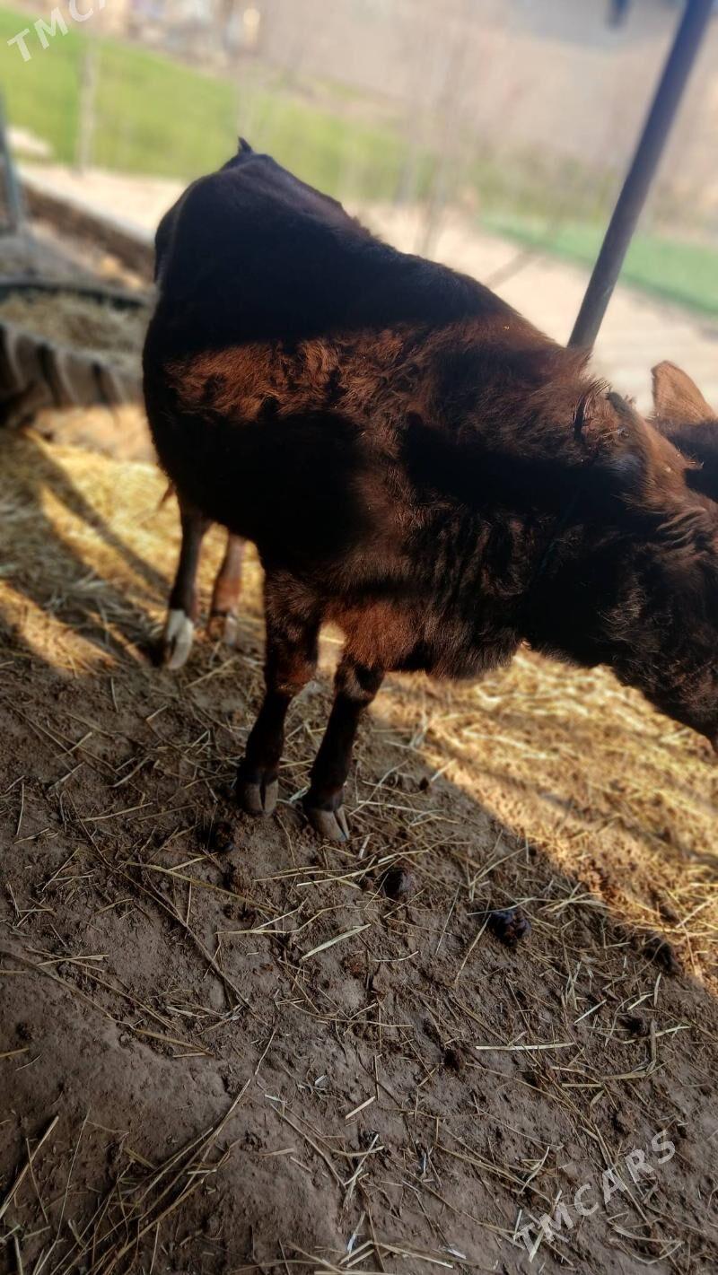 Satlyk mal - Halaç - img 1