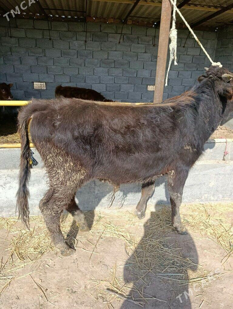 okuz - Бабадайхан - img 1