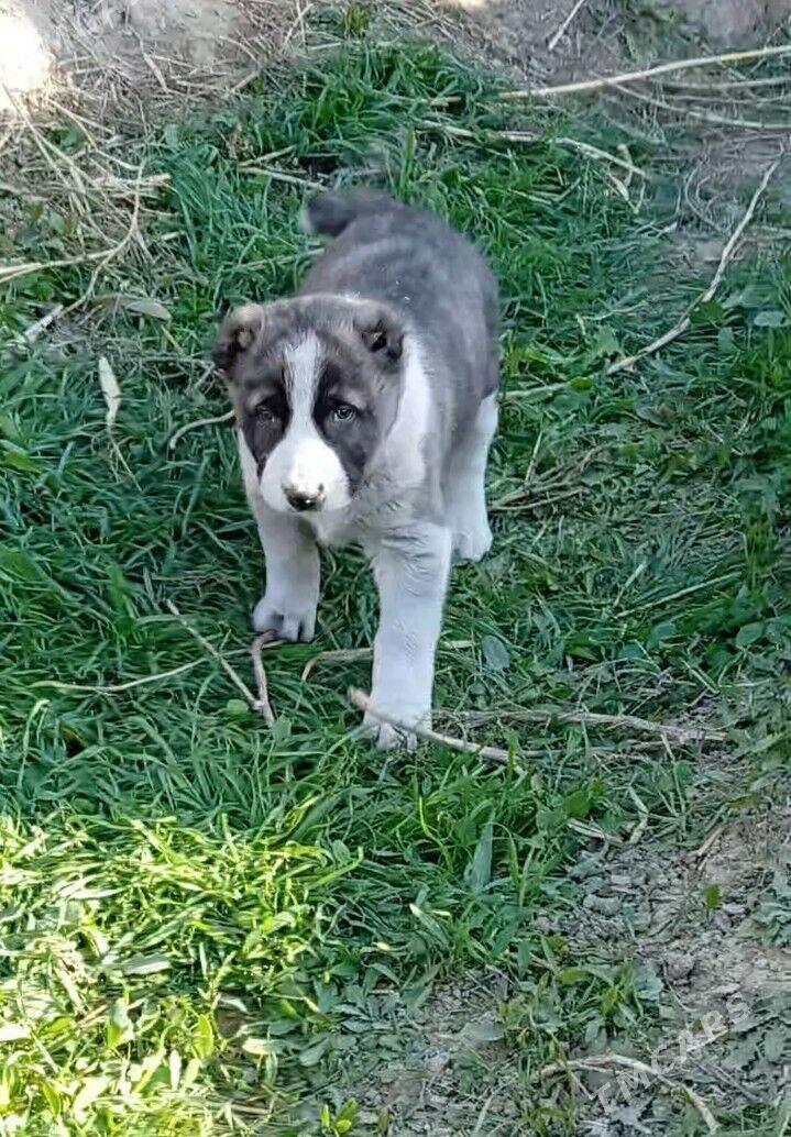 TKM kopekler - Мургап - img 1