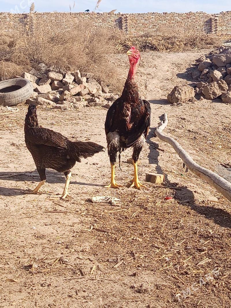 Horaz - Шабатский этрап - img 1