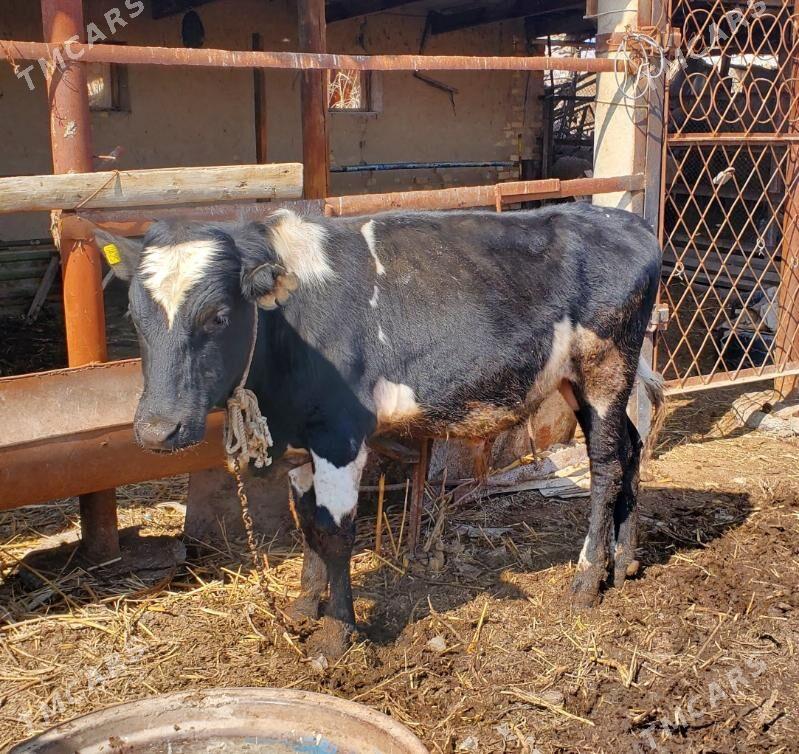 okuz - Baýramaly - img 1