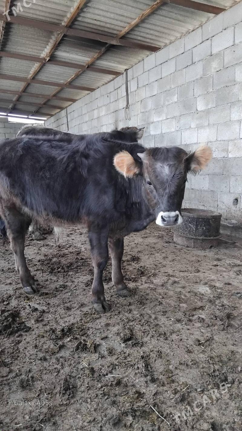 ŝwes ökùzçe - Bagyr - img 1