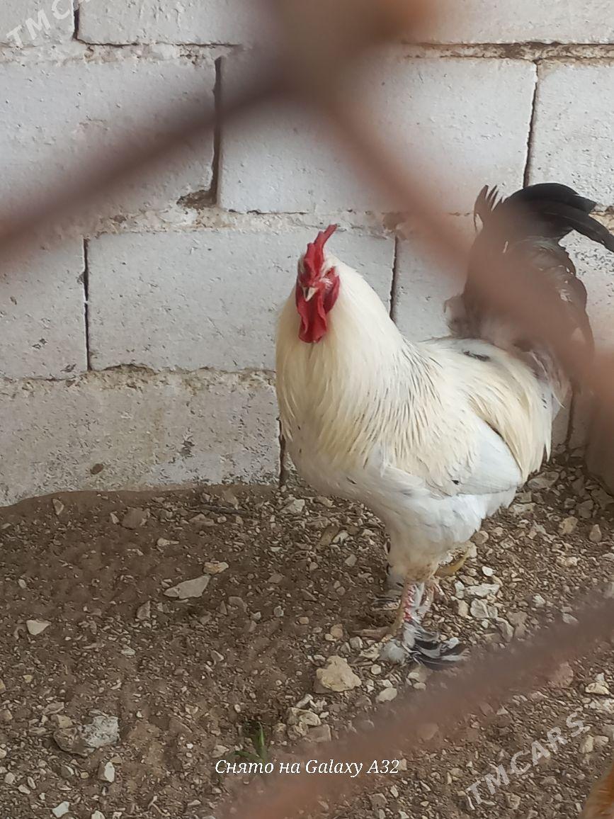 Horaz - Туркменбаши - img 1