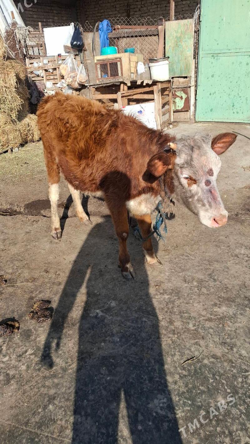 tuwe - Бедев - img 1