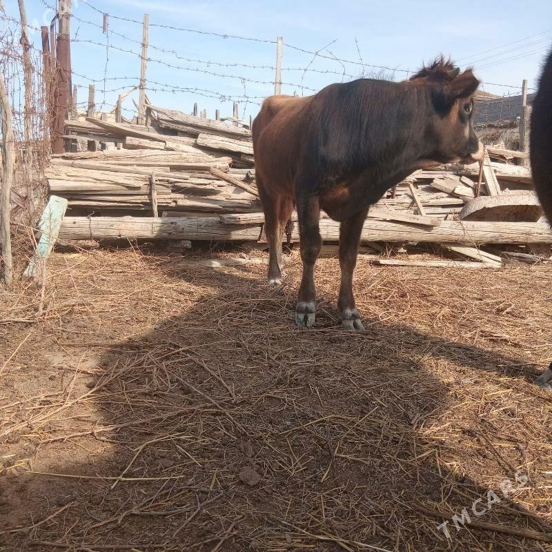 Okiz - Этрек - img 1