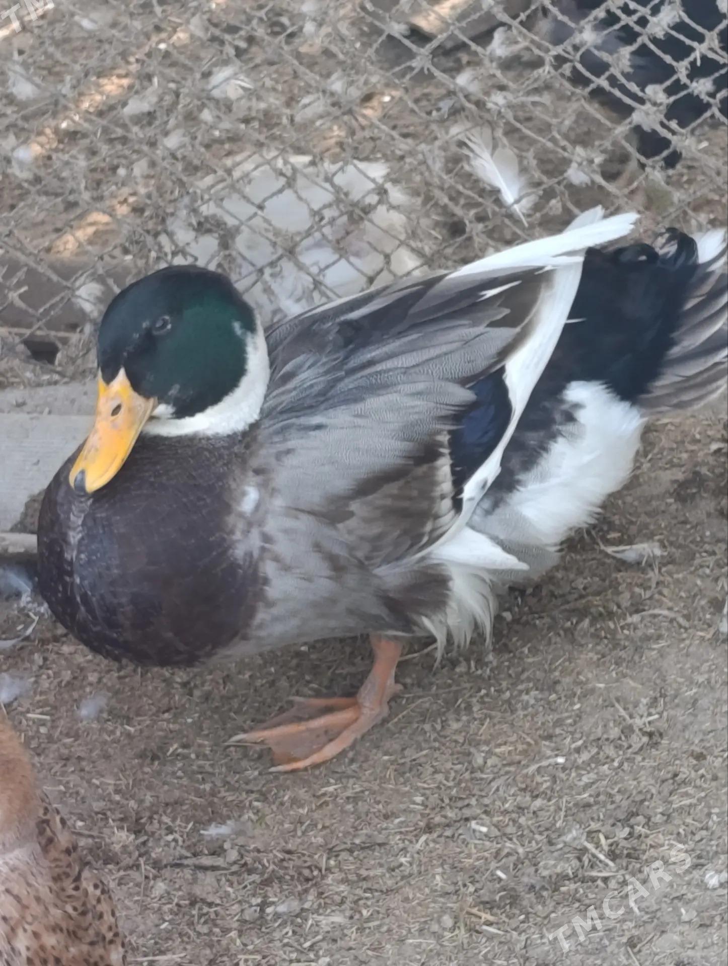 Ýaşylbaş jüýje - Murgap - img 1