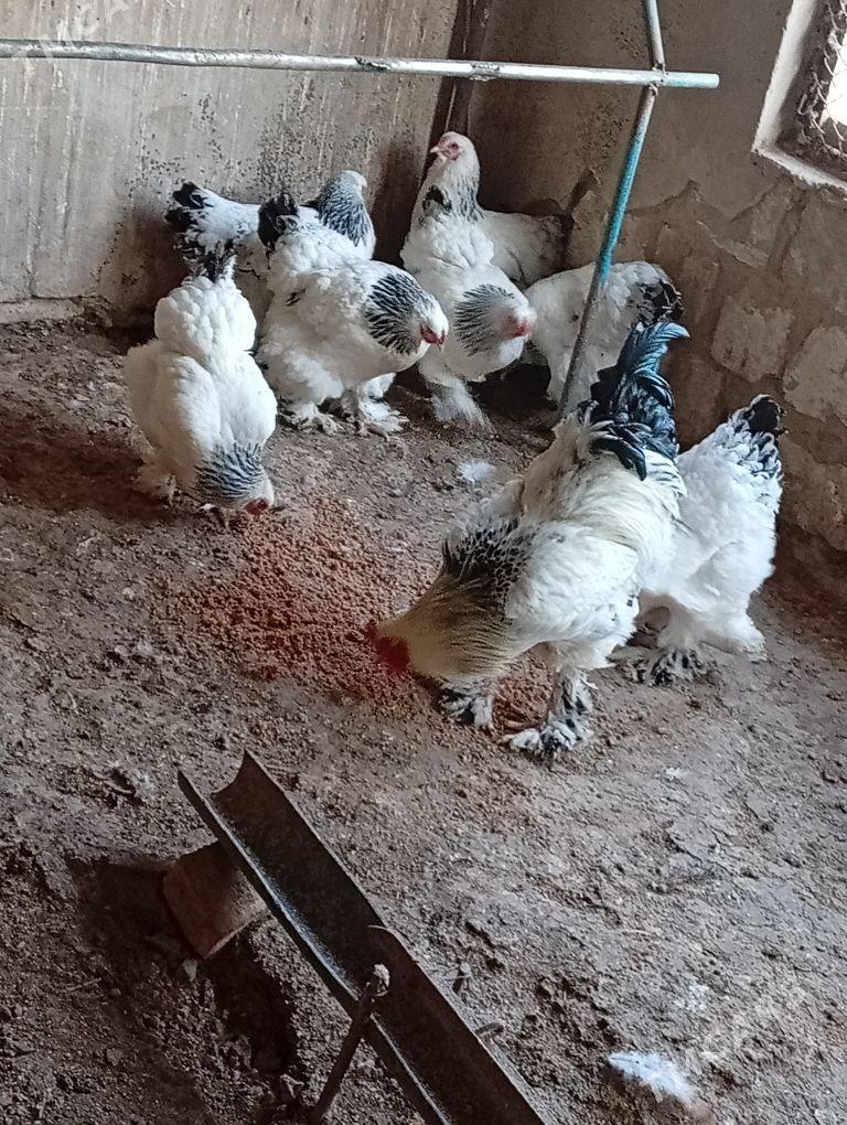 Bramalar - Гызыларбат - img 1