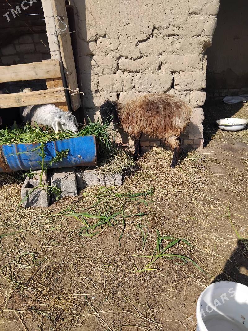 Goyun - Gökdepe - img 1