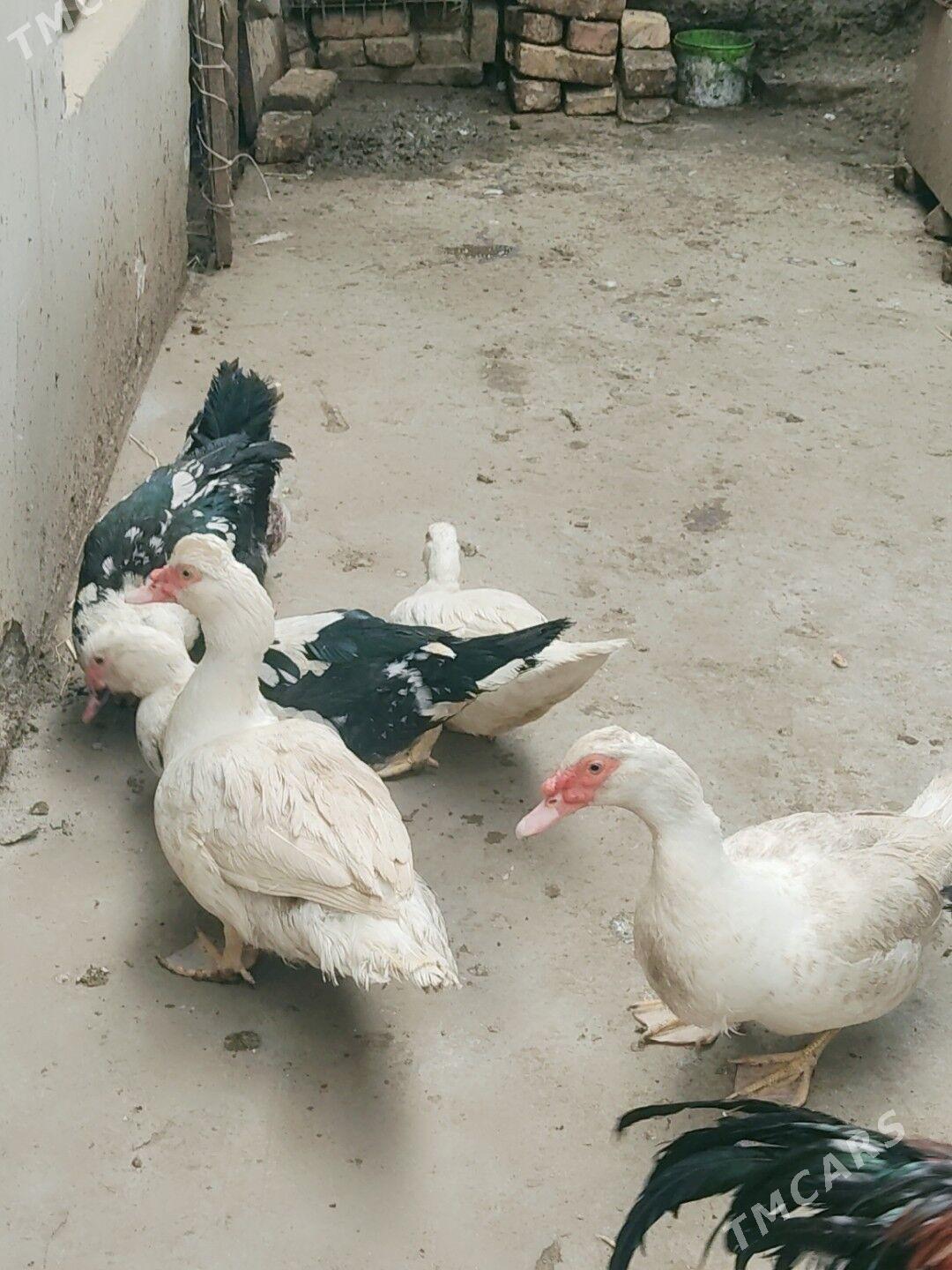 indawutka i yaponcikler - Çärjew - img 1