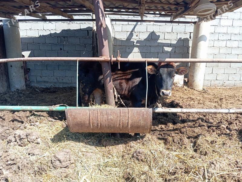 tuwe - Ýaşlyk - img 1