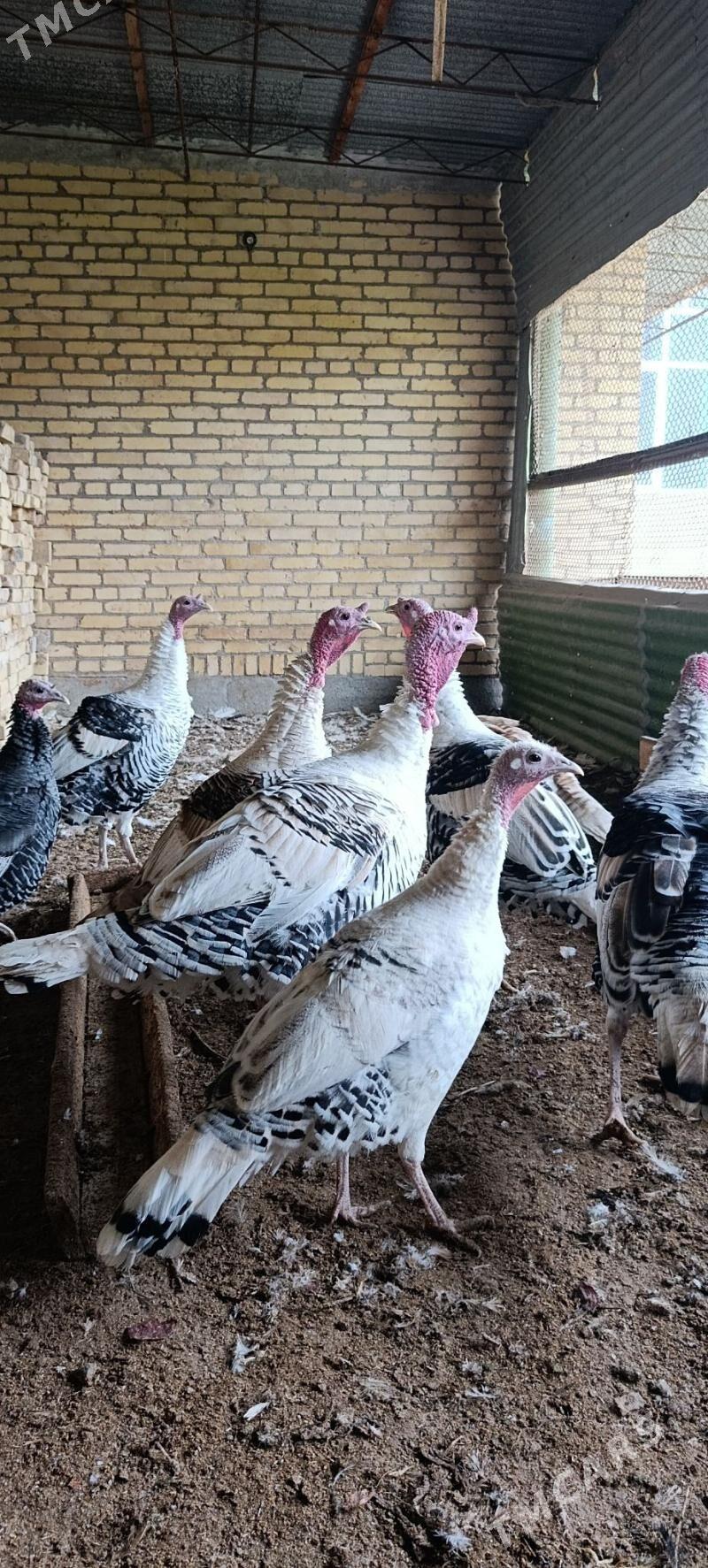 indyuk - Туркменабат - img 1