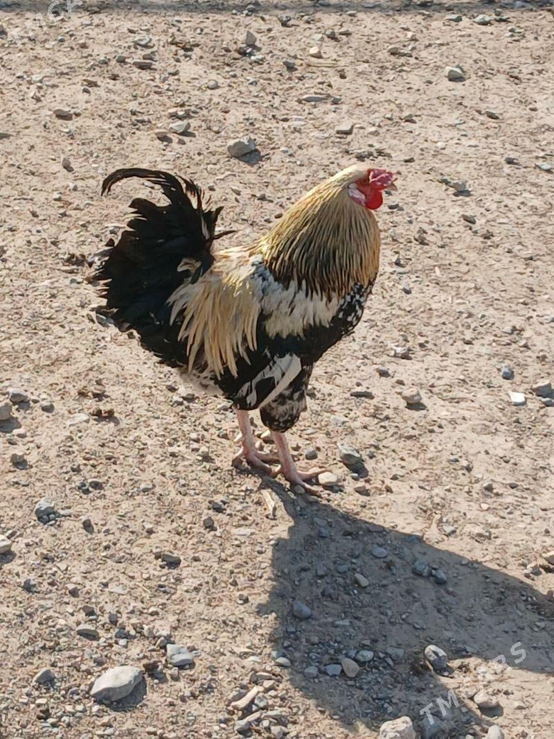 horoz - Гызыларбат - img 1