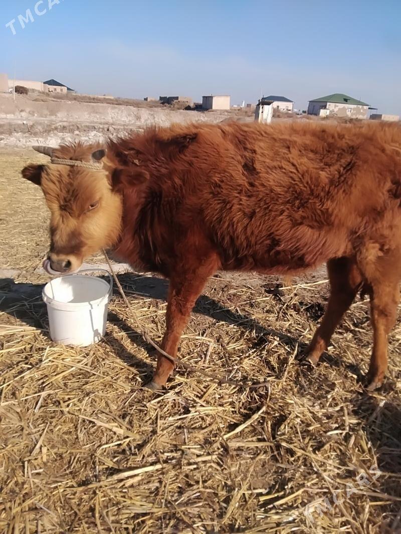 okuz - Şabat etr. - img 1