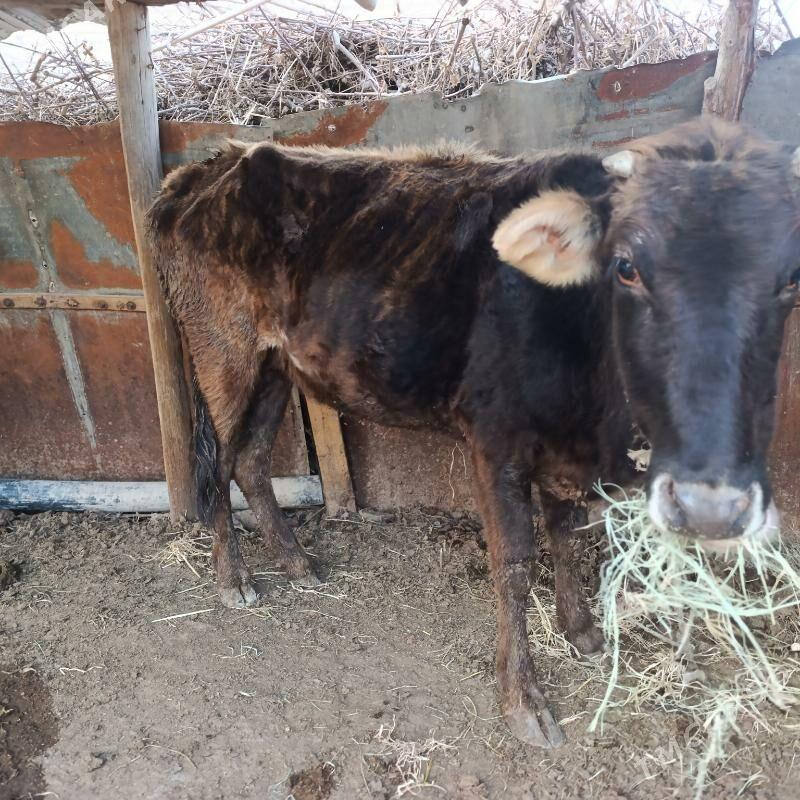 inakli - Чарджоу - img 1