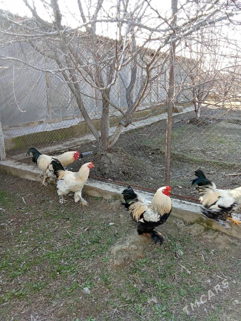 Horazlary(brama bolgar) - Гёкдепе - img 1