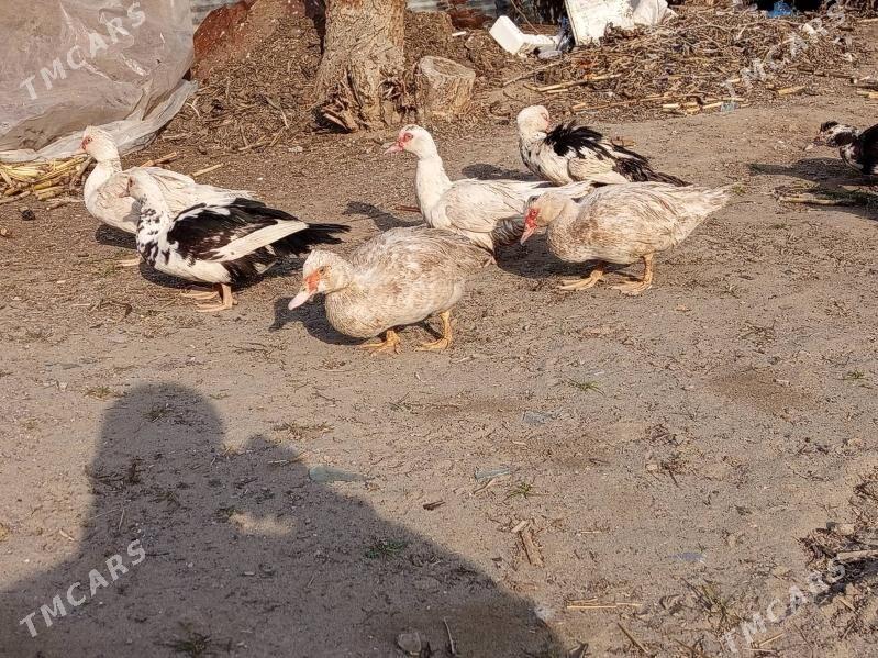 ORDEK - Бузмеин - img 1