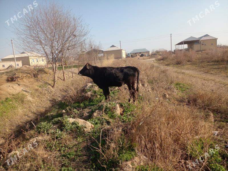 Göle - Векильбазар - img 1
