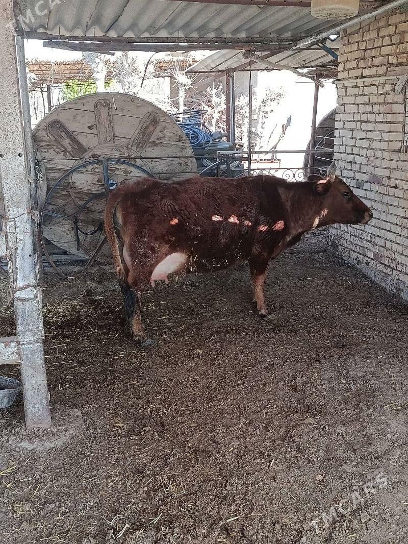 goleli sygyr - Мургап - img 1