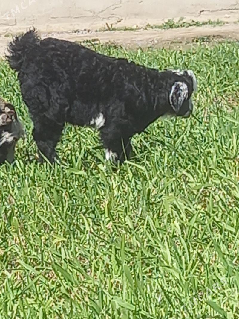 owlakly geci - Бахарден - img 1