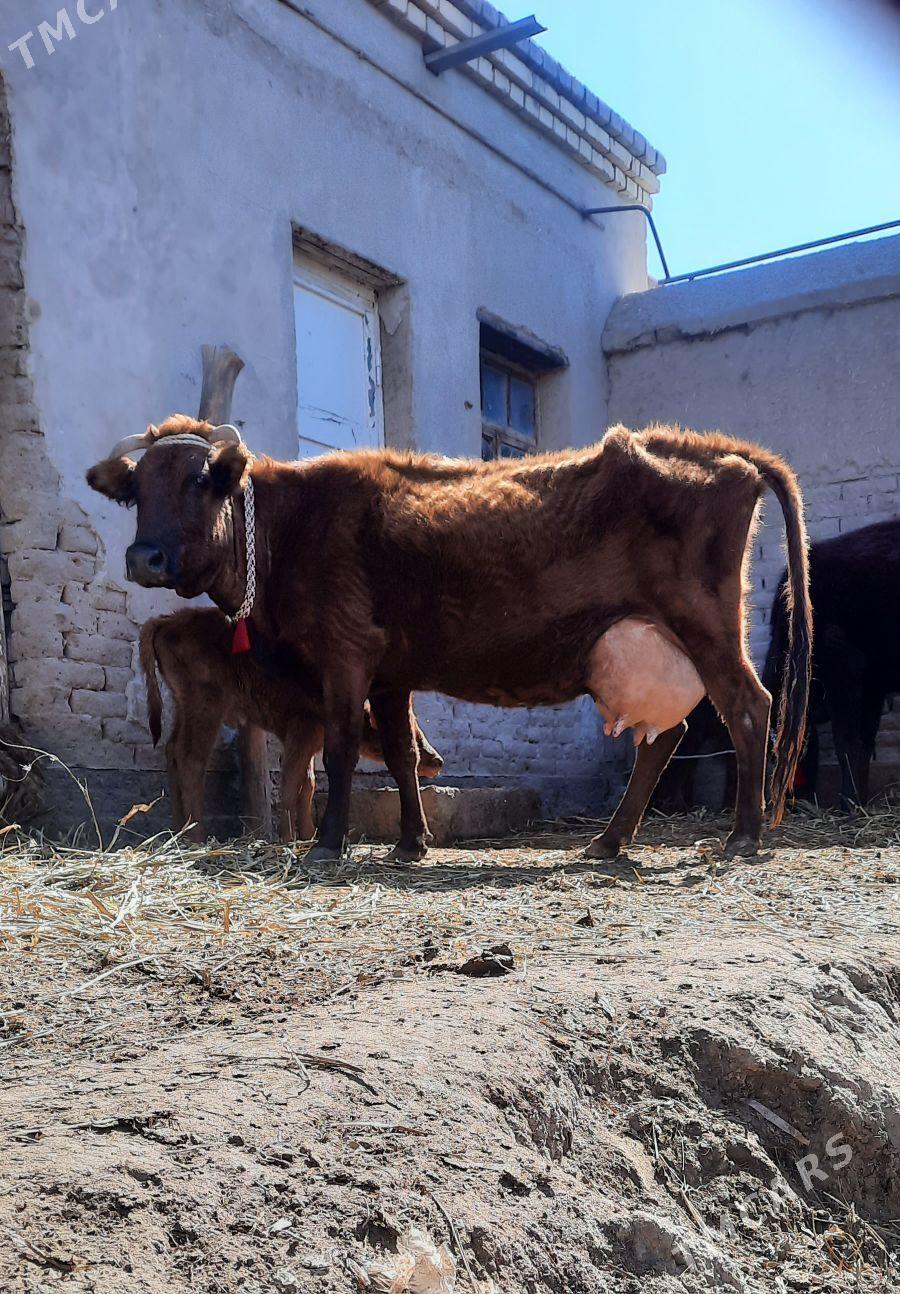 16.17.LIT SUYIDLI GOLELI SYGYR - Daşoguz - img 1