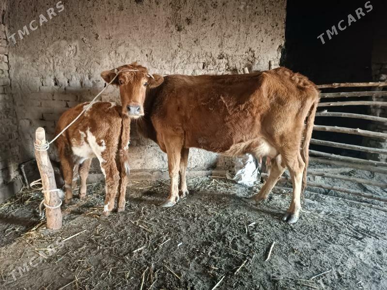 goleli sygyr - Gubadag - img 1