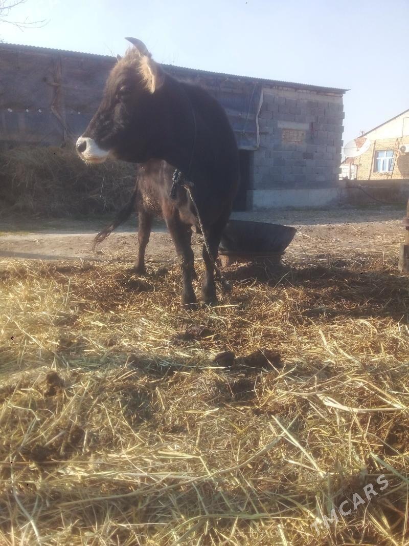 sygyr - Gökdepe - img 1