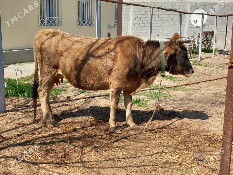 Sygyr - Büzmeýin - img 1