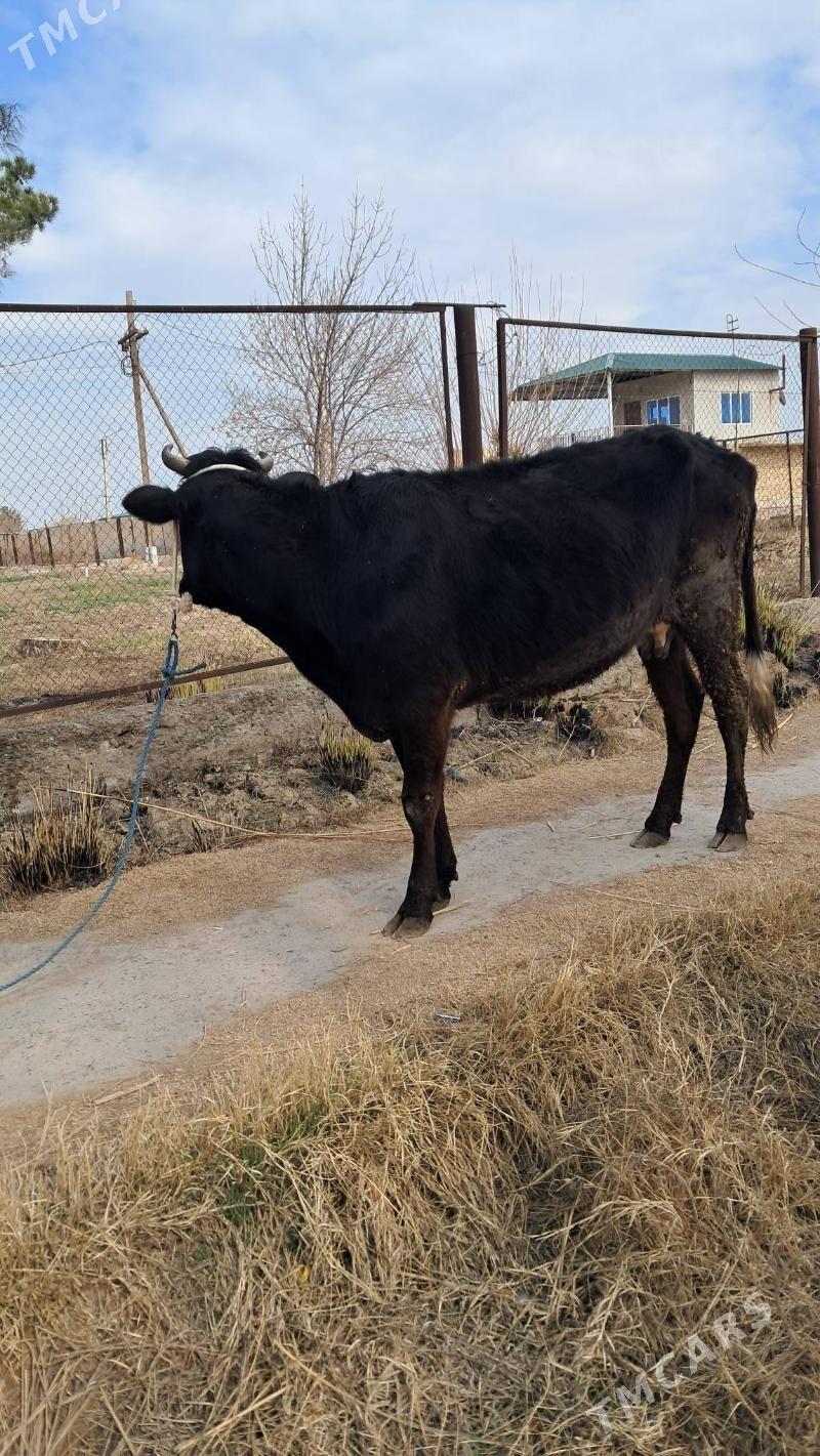 sygyr - Çärjew - img 1