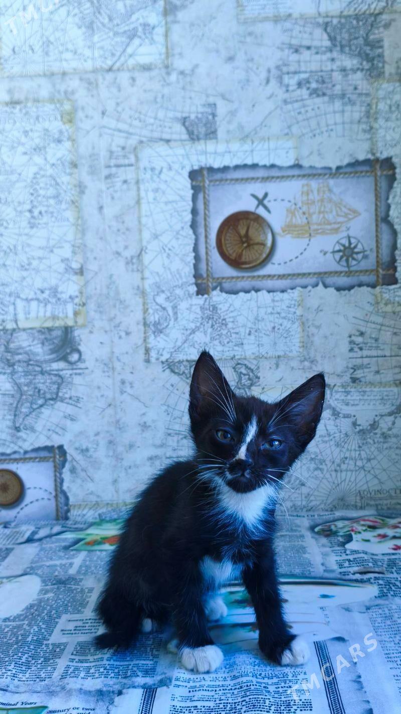 Домашние котята - Балканабат - img 1