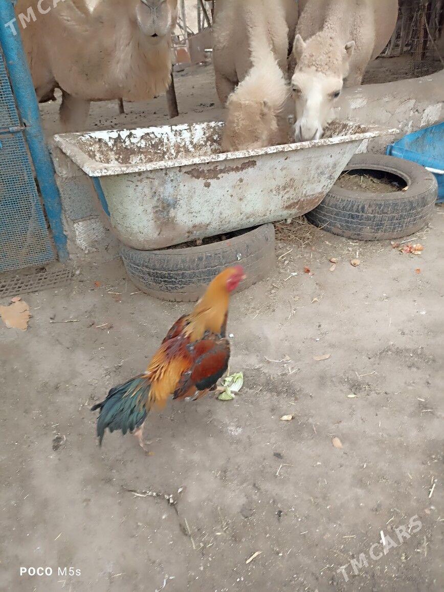 horaz - Туркменбаши - img 1