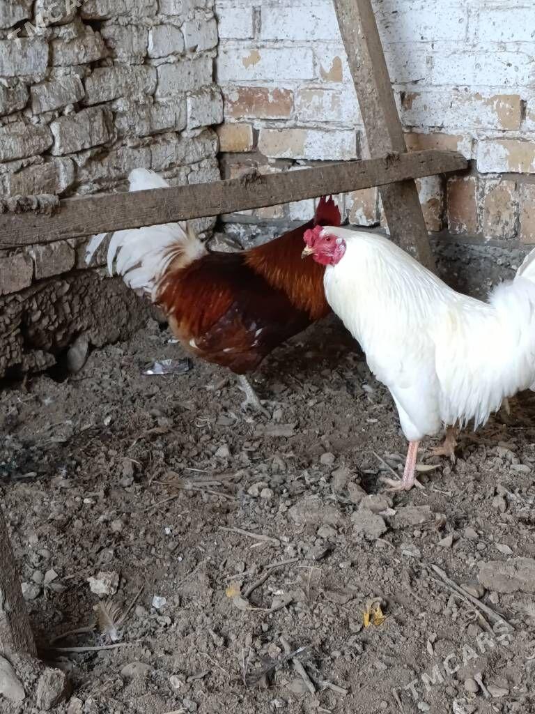 towuk - Çärjew - img 1