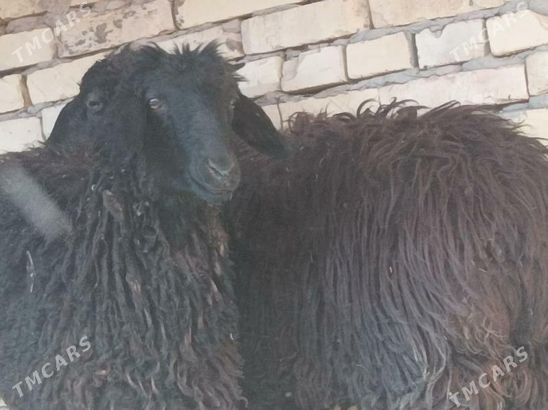 goyunlar - Дянев - img 1