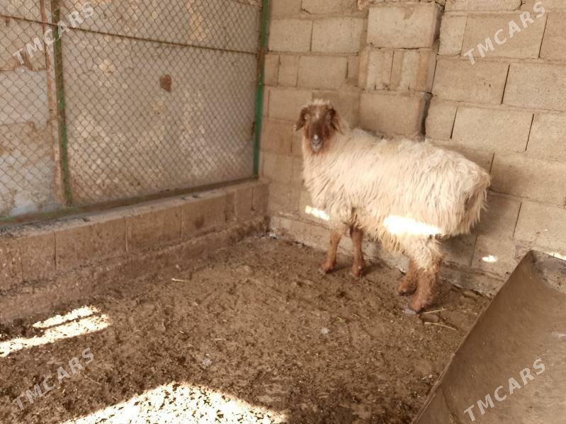 SEMİZ ÖWEÇ GOÇ - Balkanabat - img 1