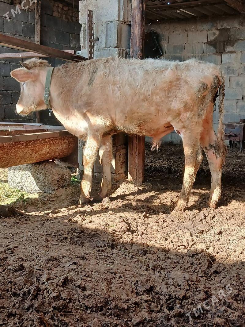 okuz - Херрикгала - img 1