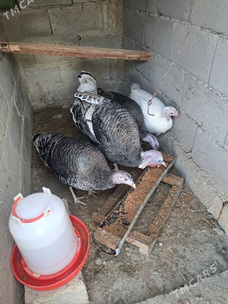 induk - Бахарден - img 1