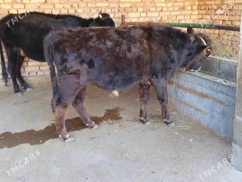 okiz - Babadaýhan - img 1