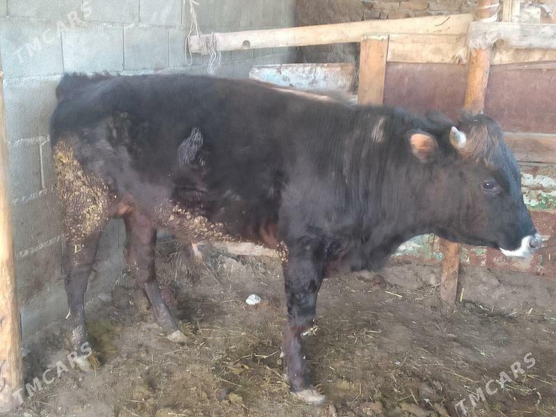 okuz - Bäherden - img 1