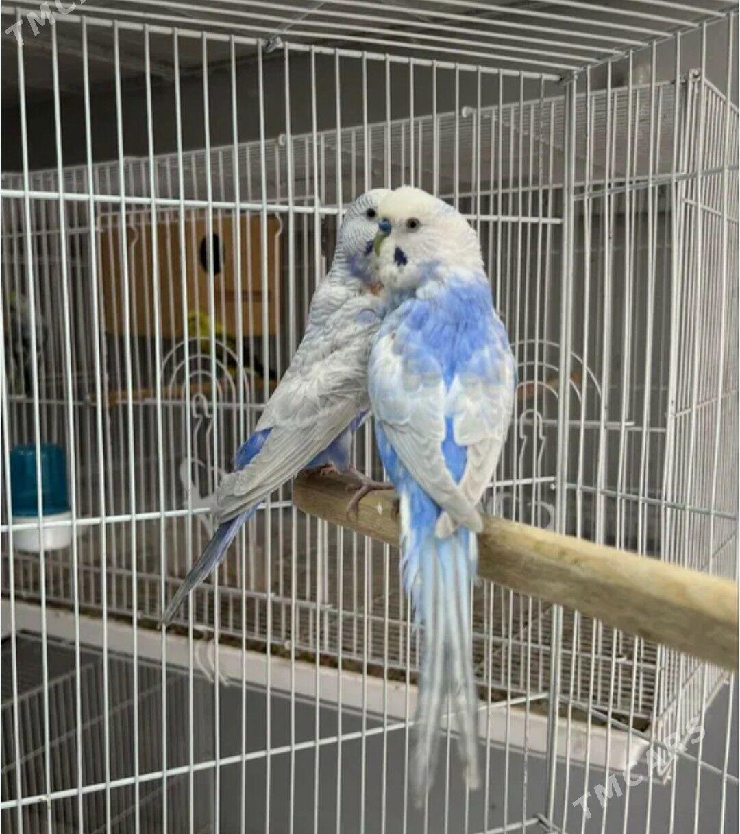 popugay sowgatlyk guslar - Aşgabat - img 1