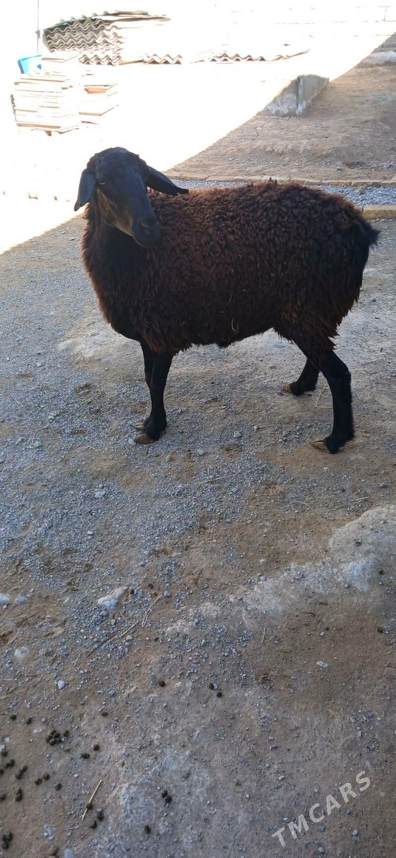 Gysar goyun - Änew - img 1