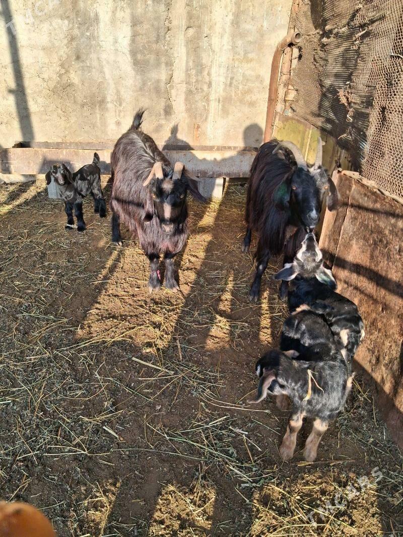 owlakly geçi - Ашхабад - img 1