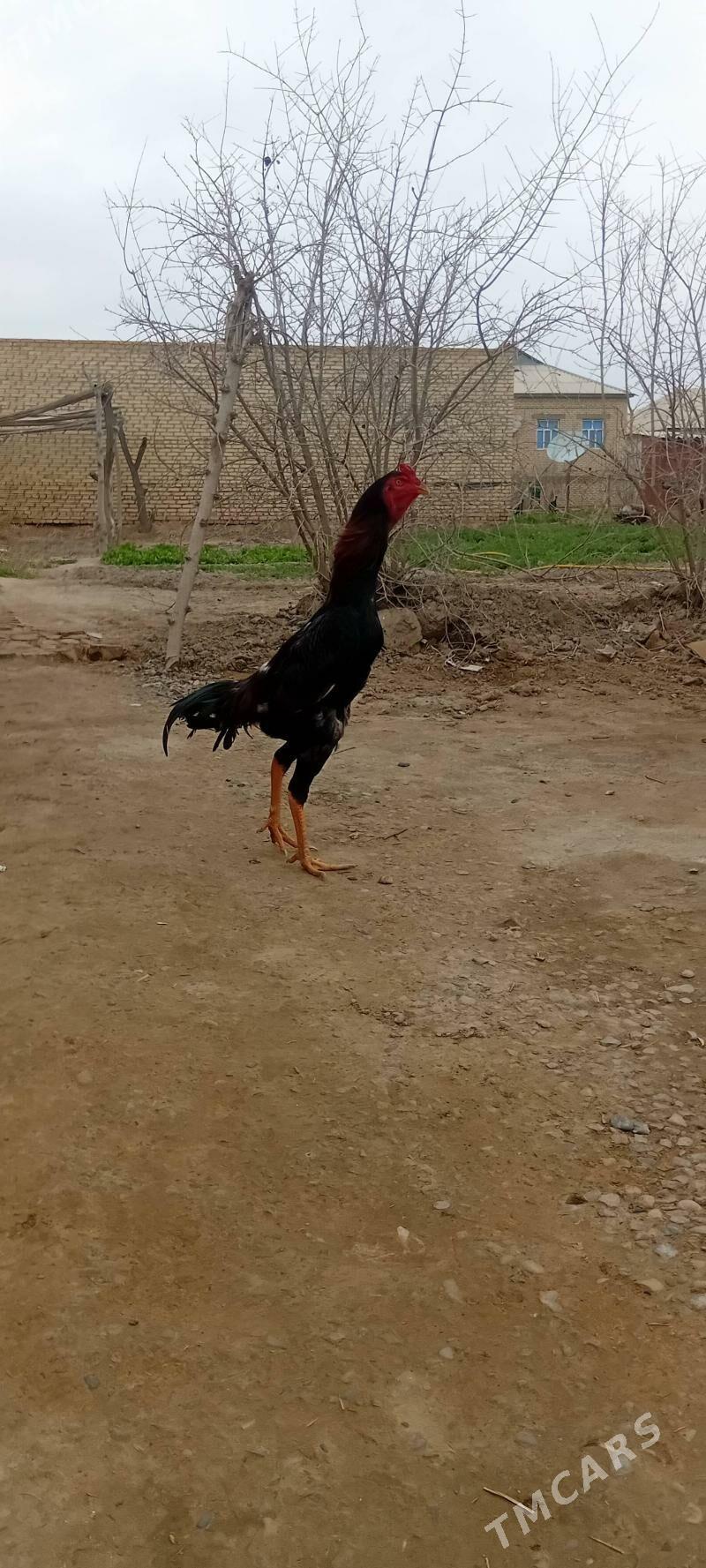 BAYES.HORAZ. - Baýramaly - img 1