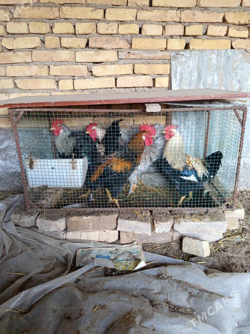 хораз гигант - Türkmenabat - img 1