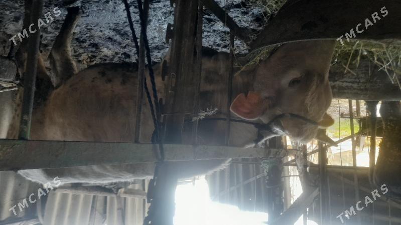 sygyr - Гёкдепе - img 1