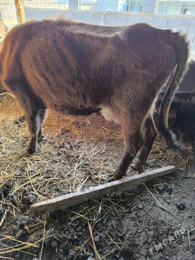 Goleli sygyrlar - Gyzylarbat - img 1