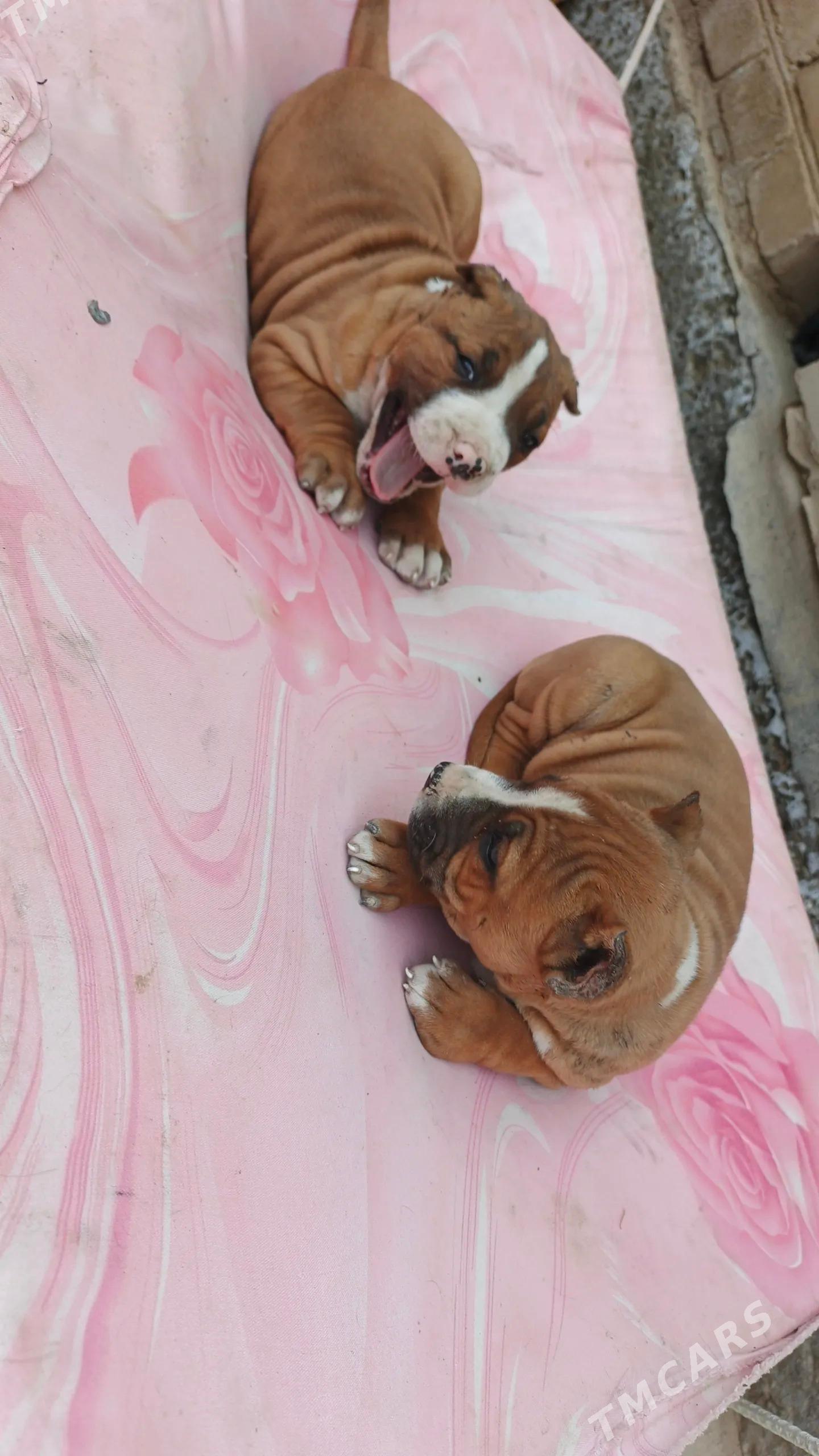 pitbul - Dänew - img 1